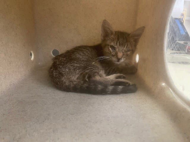 Atticus - Domestic Short Hair