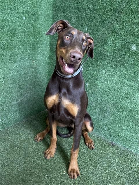 Scarlet - Doberman Pinscher