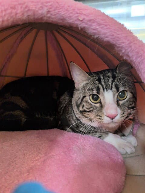 Tiger - Domestic Short Hair