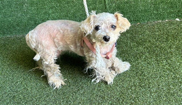 Unknown - Poodle (Miniature)