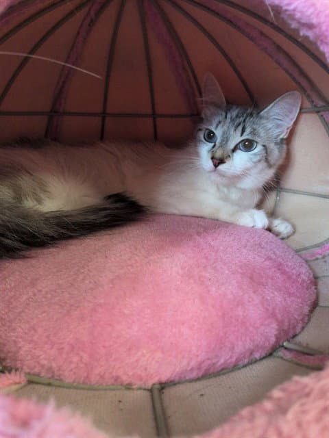 Fay - Siamese