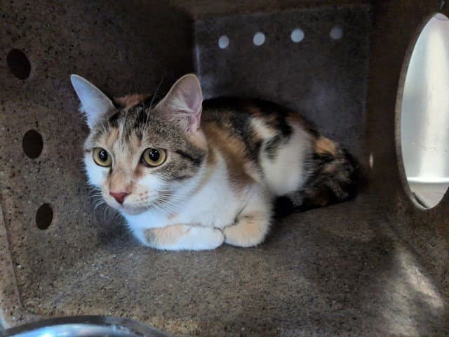 Rue - Domestic Short Hair