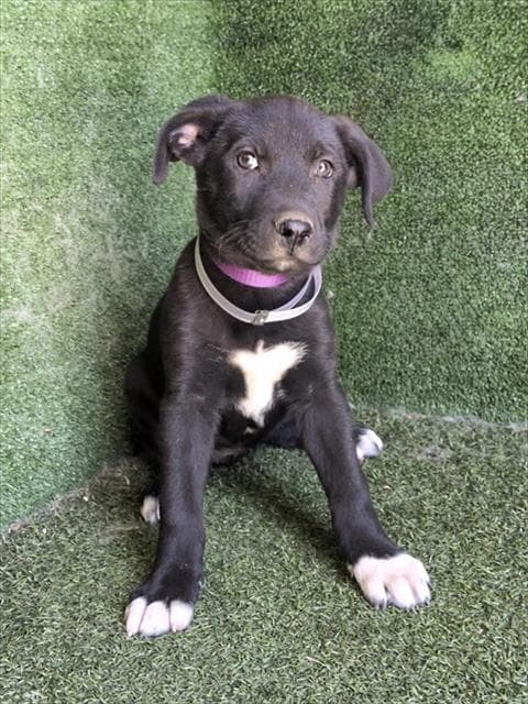 Ruby - German Shepherd Dog