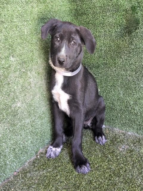 Scarlet - Labrador Retriever