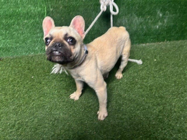 Bonnie - French Bulldog