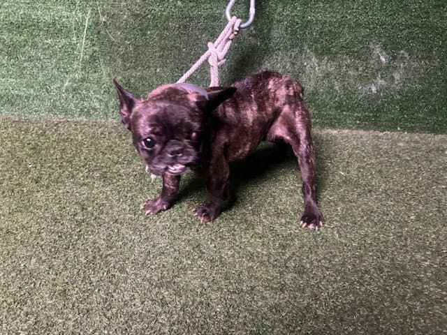 Teena - French Bulldog
