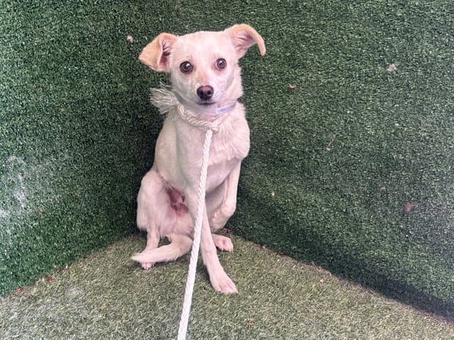 Blake - Chihuahua