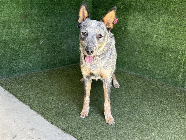 Sol - Queensland Heeler