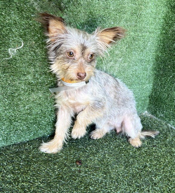 Teri - Terrier