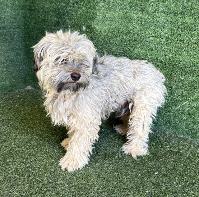 Leon - Poodle (Miniature)