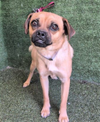 Omar - Pug