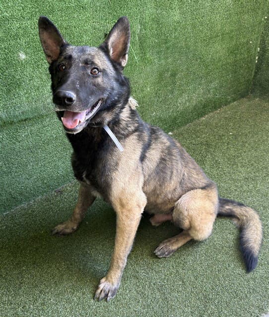 John Wick - Belgian Shepherd Malinois