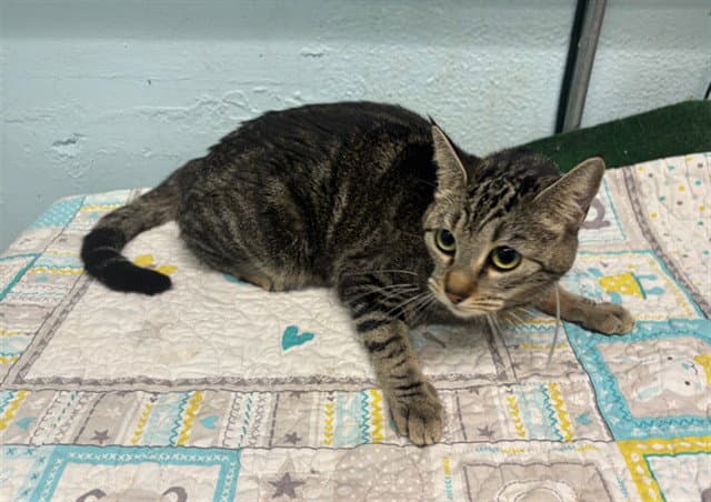 Princess - Domestic Short Hair