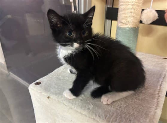 Sylvester - Domestic Short Hair