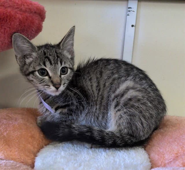 Berry - Domestic Short Hair