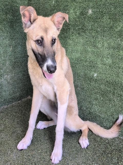 Nina - German Shepherd Dog