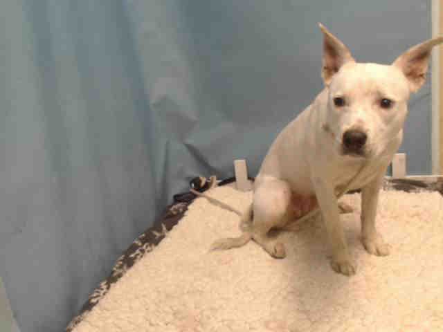 Snoopy - Pit Bull Terrier