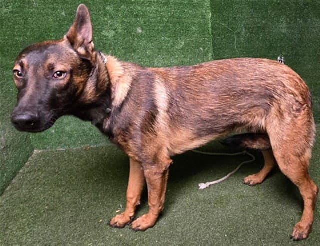 Unknown - Belgian Shepherd Malinois