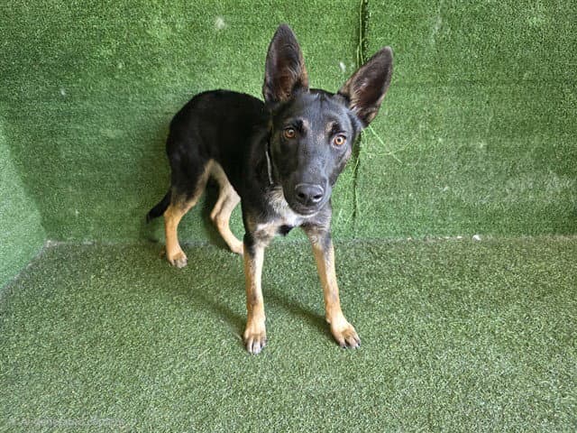 Kona - German Shepherd Dog