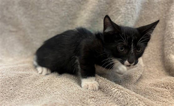 Unknown - Domestic Short Hair