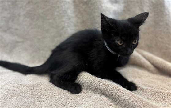 Unknown - Domestic Short Hair