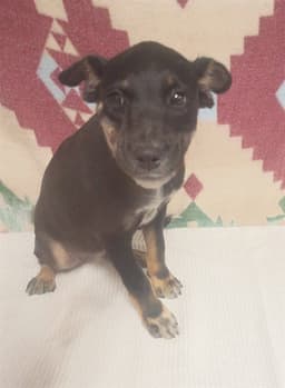 Nikki image 1