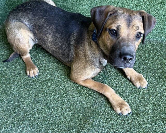Harmony - German Shepherd Dog