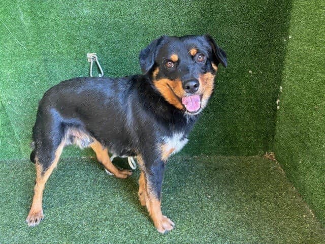 Rodger - Rottweiler