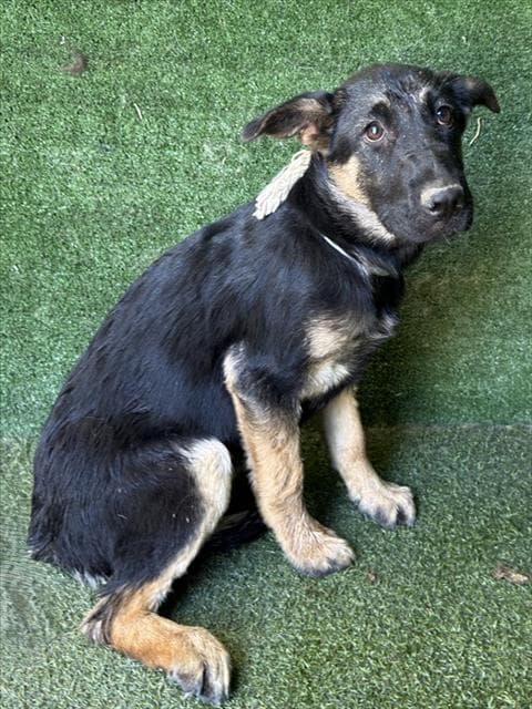 Sasha - German Shepherd Dog