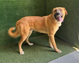 Jaxx image 1