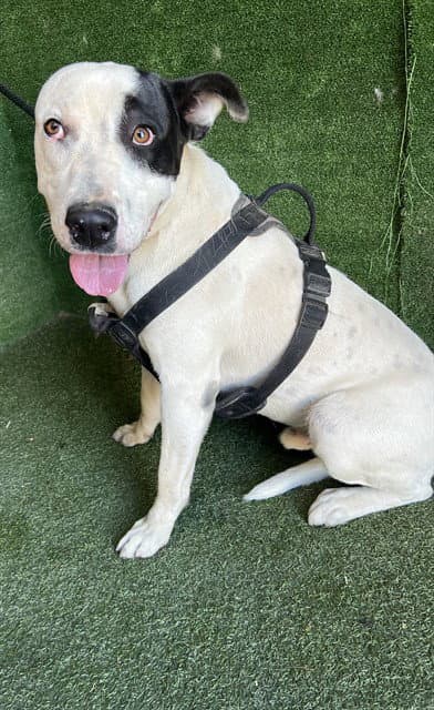 Isiah - Pit Bull Terrier