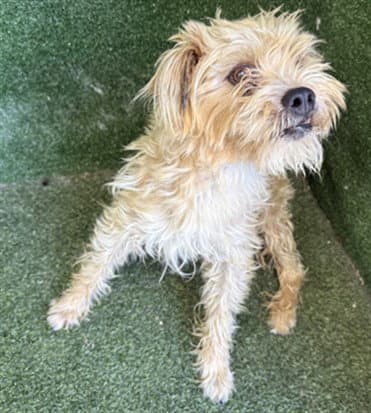 Brownie - Parson Russell Terrier