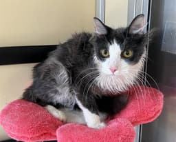 Kitty image 1