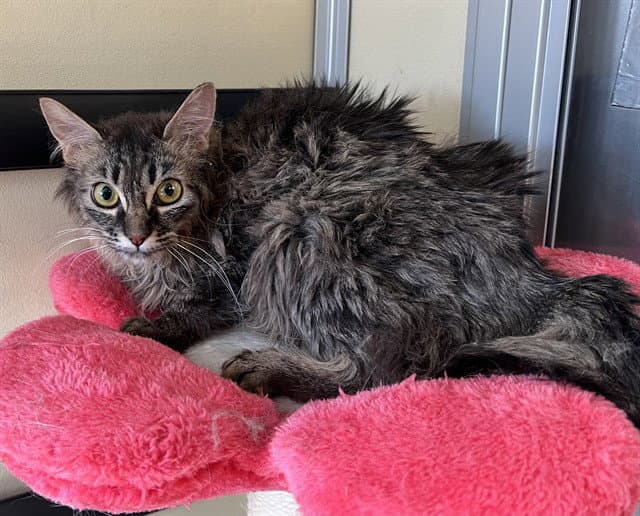 Kat - Domestic Medium Hair