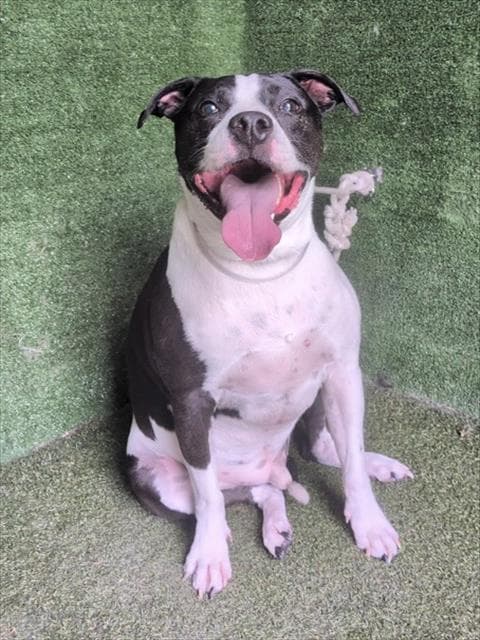 Bentley - Pit Bull Terrier