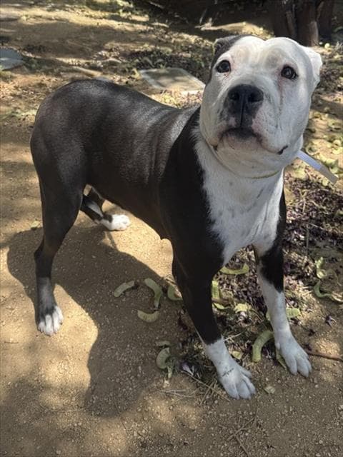 Panda - Pit Bull Terrier