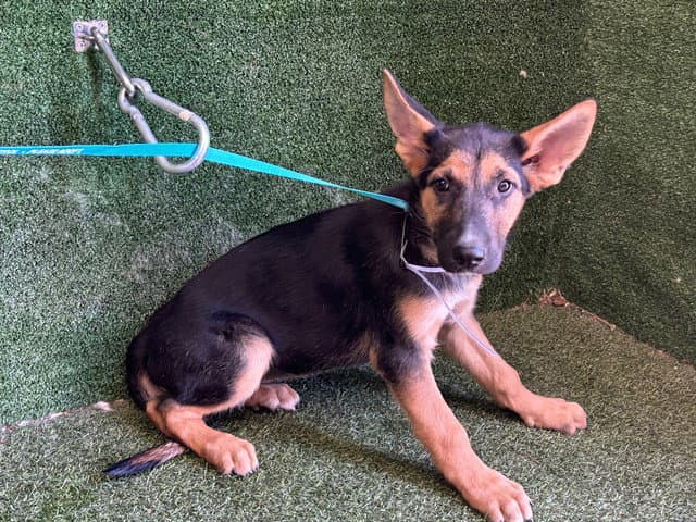 Unknown - German Shepherd Dog