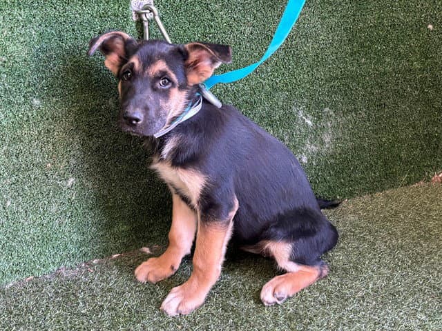 Unknown - German Shepherd Dog