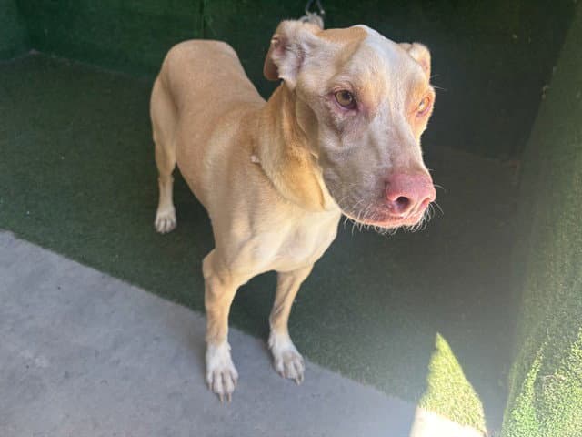 Bisquit - American Pit Bull Terrier
