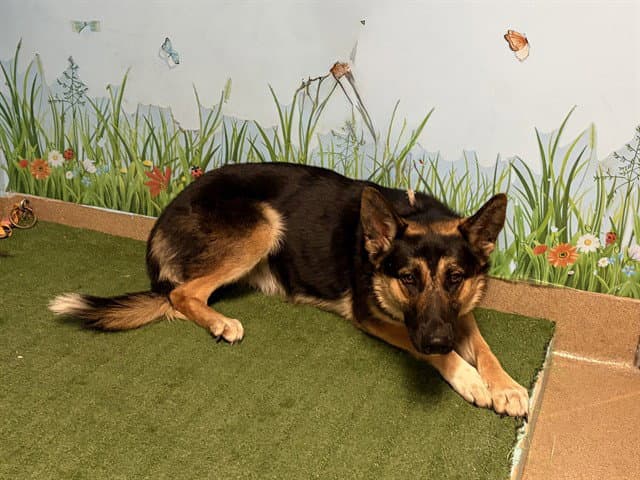 Sadie - German Shepherd Dog