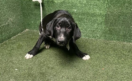 Berry - Flat-coated Retriever