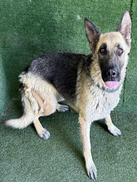 Gilly - German Shepherd Dog