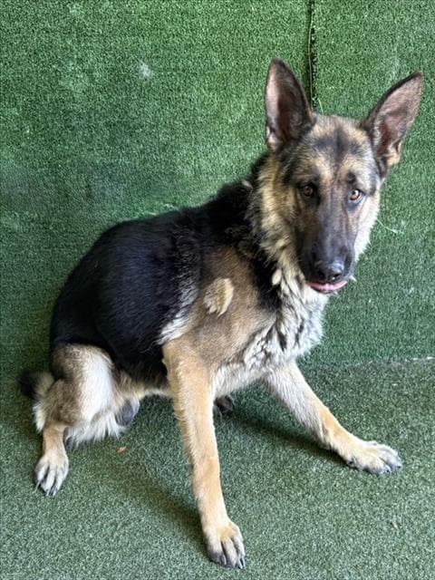 Limon - German Shepherd Dog