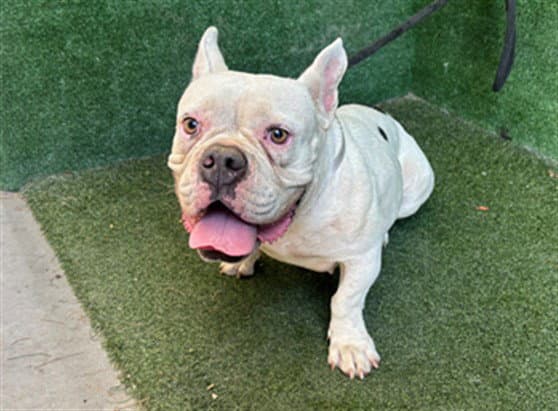 Star Fruit - French Bulldog