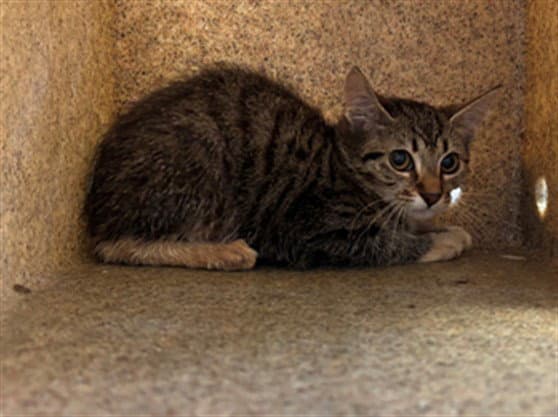 Unknown - Domestic Short Hair