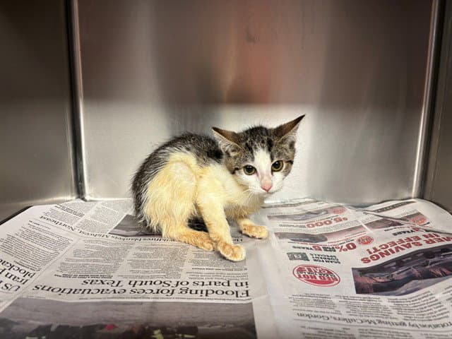 Unknown - Domestic Short Hair
