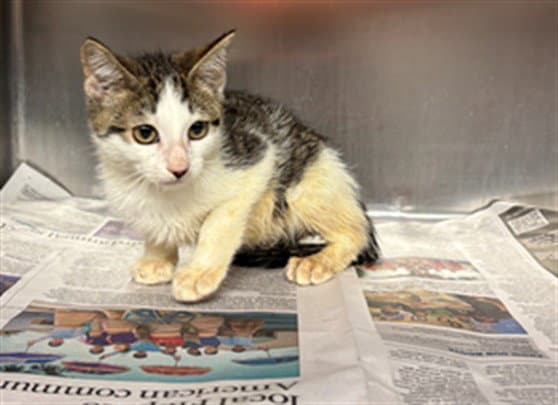 Unknown - Domestic Short Hair