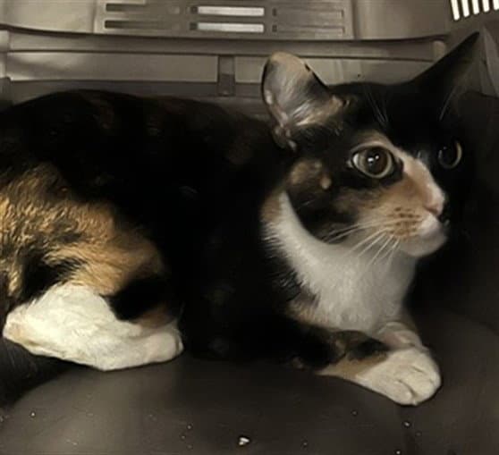 Luna - Domestic Short Hair