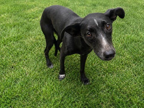 Mariah Hairy - Labrador Retriever