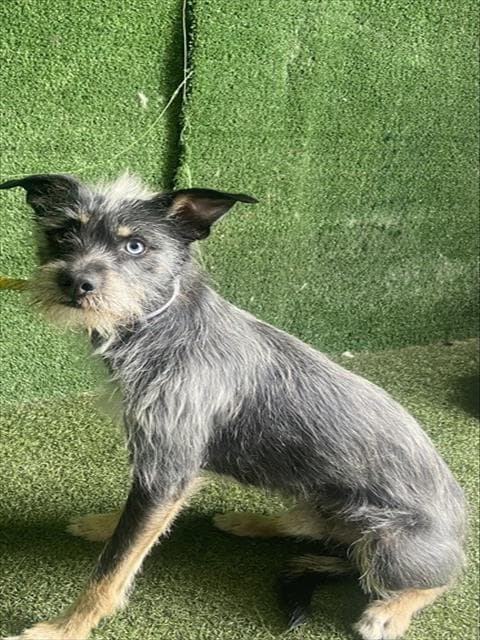 Ricky - Terrier